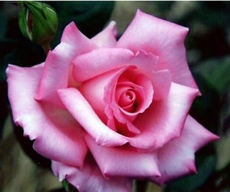 福島 双葉バラ園 写真展のお知らせ バラとハーブのある暮らし Salon De Roses
