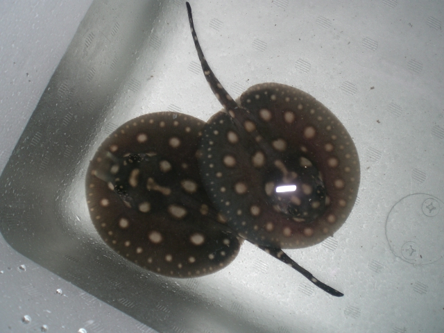 e0143096_14265957.jpg
