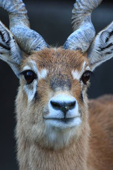 動物園写真クラブ愛媛_b0016600_7484416.jpg