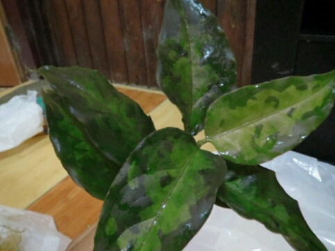 c0256503_6113736.jpg