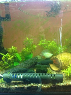 熱帯魚の火傷事故 今日のnews