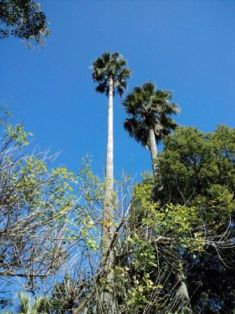 隠頭花序 おばさんですから 隠頭花序 おばさんですから