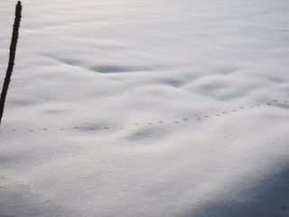 かた雪_c0165824_9381212.jpg