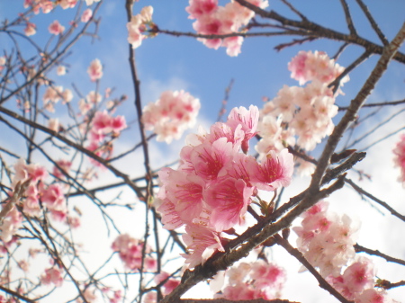 13.2.1 冬ですが・・春・夏・秋も楽しんで。_b0100730_20352749.jpg