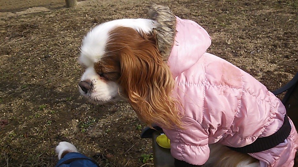 雨で疲れたのかな_e0145441_6312396.jpg