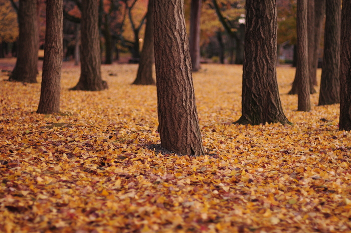 三鷹・小金井の紅葉：野川公園（のがわこうえん）_a0260044_2352947.jpg