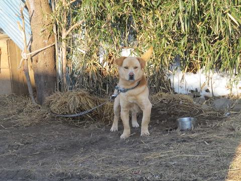 おっさん犬の興奮_d0155147_2012888.jpg