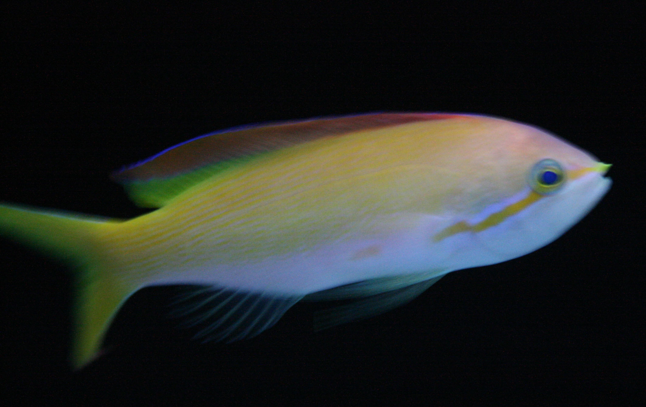 今日から2月 オススメご紹介 ビーボックスアクアリウム 海水魚 サンゴ情報 今日から2月 オススメご紹介 ビーボックスアクアリウム 海水魚 サンゴ情報
