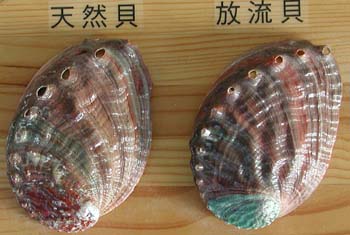 徳島産 黒鮑 磯の鮑の片思い イル レオーネ 千林大宮駅近くのシェフソムリエのブログ