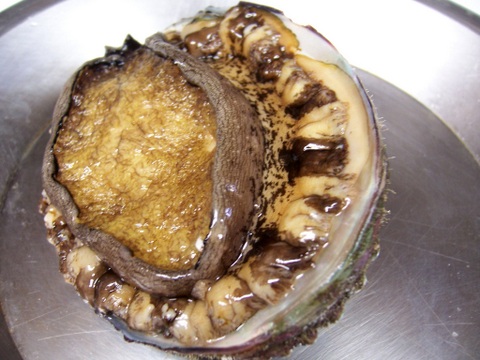 徳島産 黒鮑 磯の鮑の片思い イル レオーネ 千林大宮駅近くのシェフソムリエのブログ