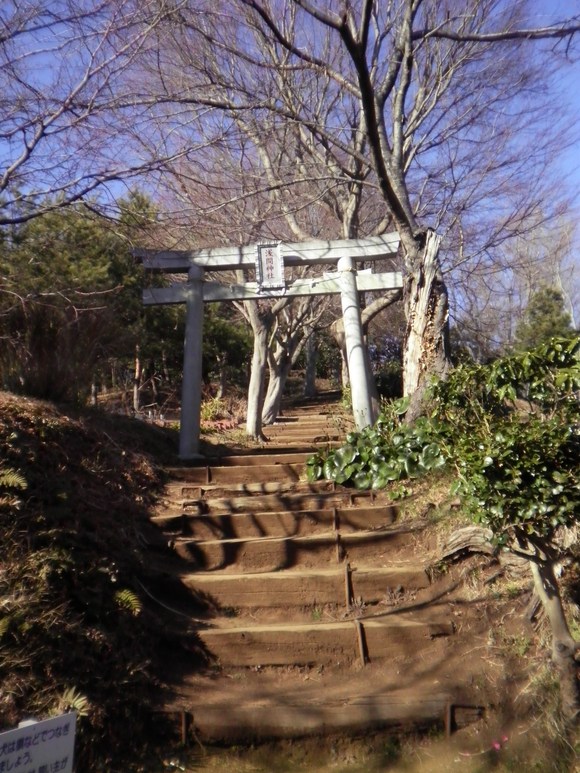 チョイと菜の花吾妻山公園へ_e0180472_563359.jpg