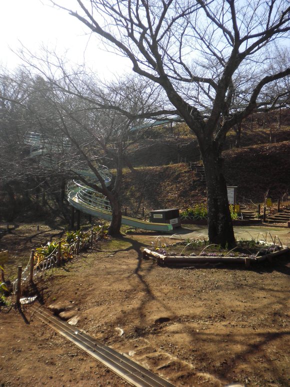 チョイと菜の花吾妻山公園へ_e0180472_572044.jpg