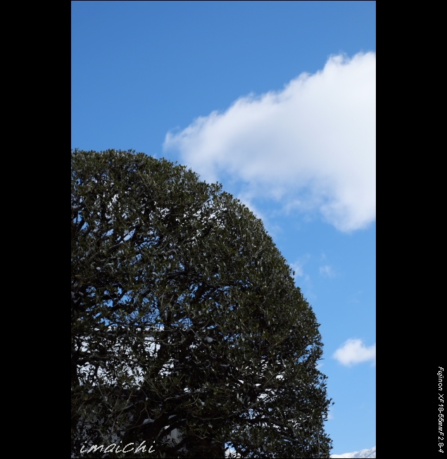 樹木_c0054876_1673685.jpg