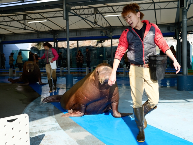 81 Off 可愛い セイウチ 鳥羽水族館 Catalasarenas Com