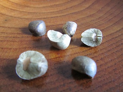 新しいペット?Mexican Jumping Beans_b0209691_372112.jpg