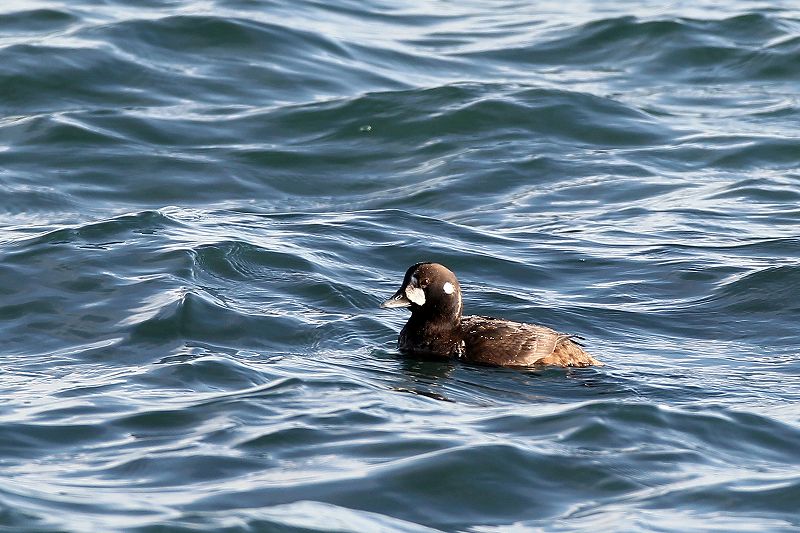 初見初鳥撮リ：シノリガモ_a0206701_1926725.jpg