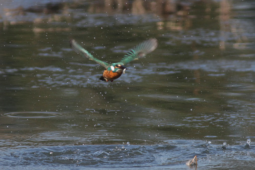 カワセミ　　　　　　　　　　　　　　　　　　　　　　　2013-02-02_f0095702_16252868.jpg