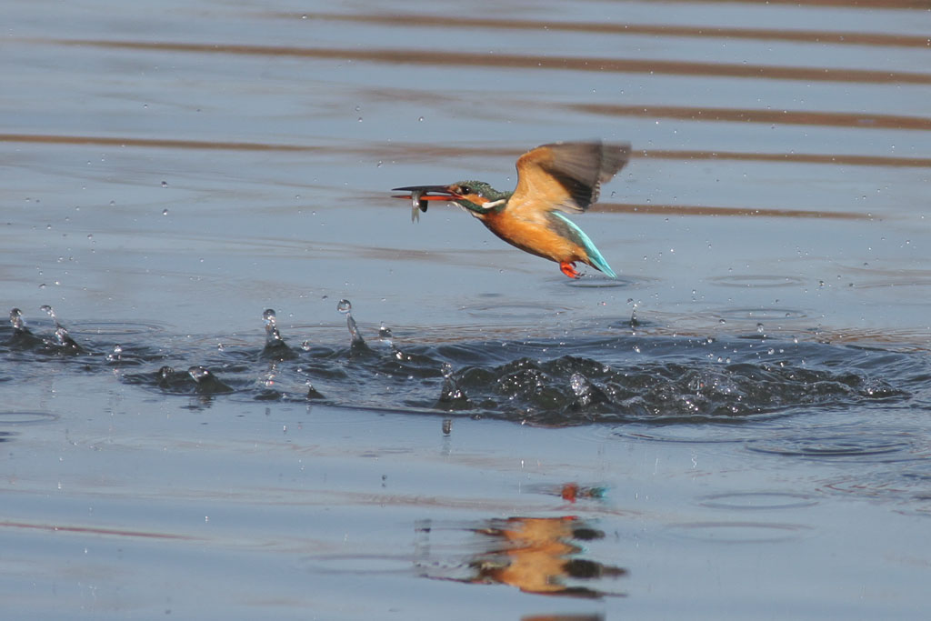 カワセミ　　　　　　　　　　　　　　　　　　　　　　　2013-02-02_f0095702_1626613.jpg