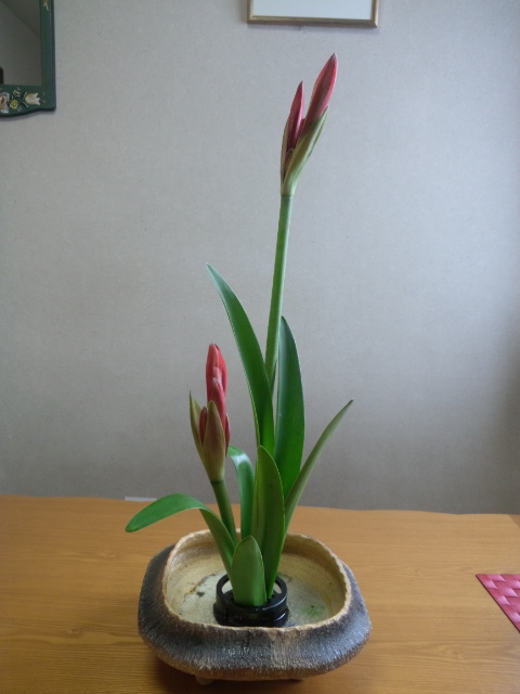 アマリリスのお生花 ”13”_f0226713_13241855.jpg