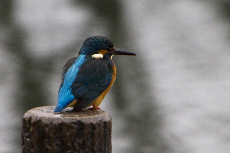 2013初、運動公園_a0229634_12591943.jpg