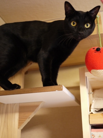 猫のお友だち ミーャくん編。_a0143140_21555163.jpg