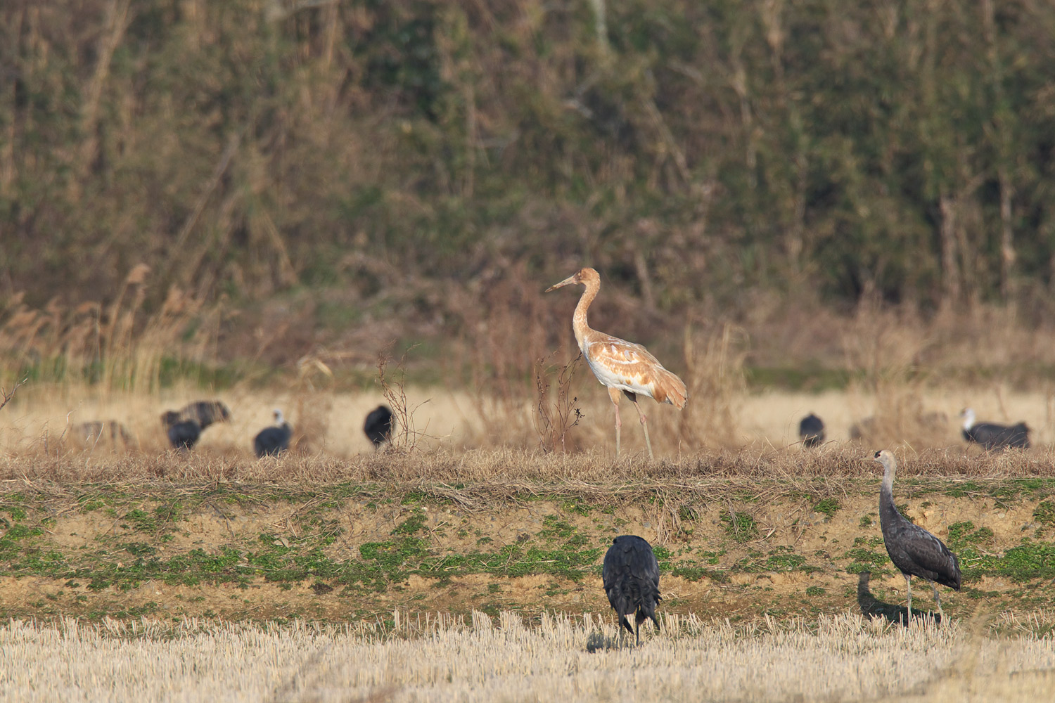 ソデグロヅル（Siberian crane）_d0013455_93555.jpg