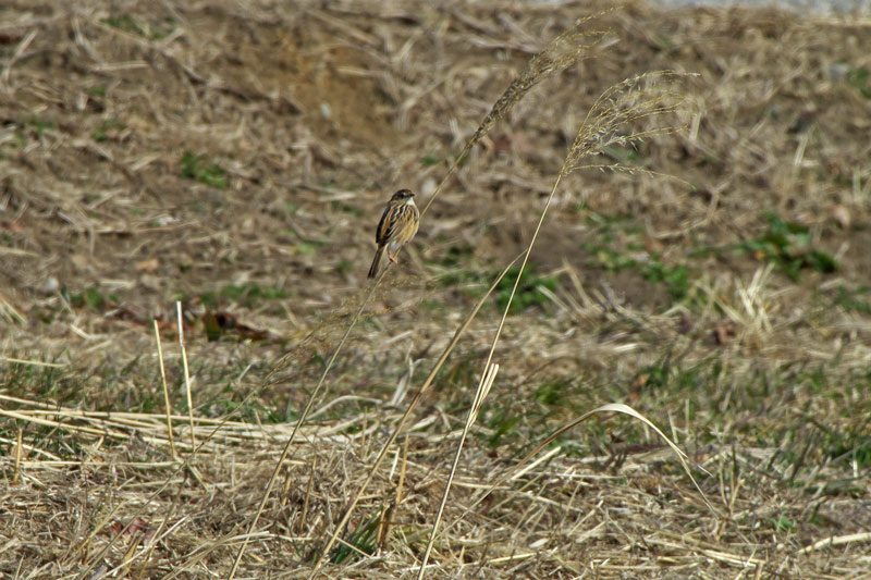 地元探鳥会_e0289657_10363282.jpg