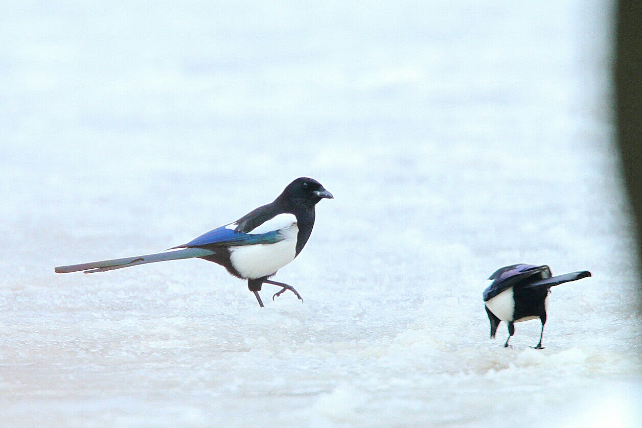 冬の北海道 その２ 雪原のカササギ Life With Birds 3