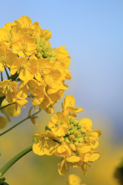 風が吹いている　なぎさ公園菜の花編♪_b0055171_20202537.jpg