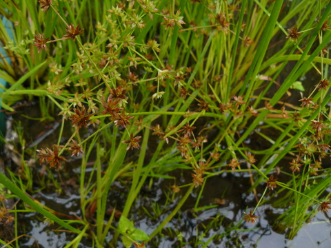 d0019074_9462246.jpg