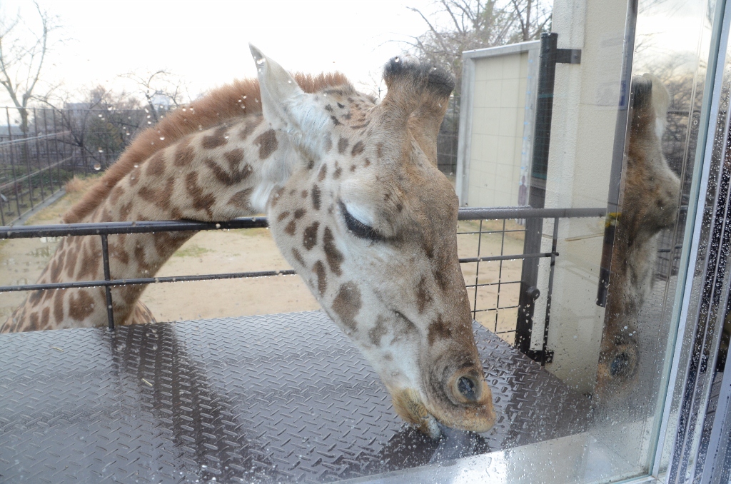 ２０１３年２月　王子動物園　シゲジロウくん、さようなら_a0052986_2225944.jpg