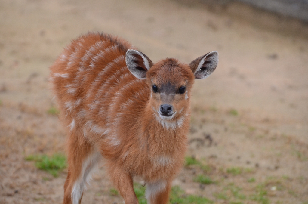 ２０１３年２月　王子動物園　シゲジロウくん、さようなら_a0052986_22265836.jpg