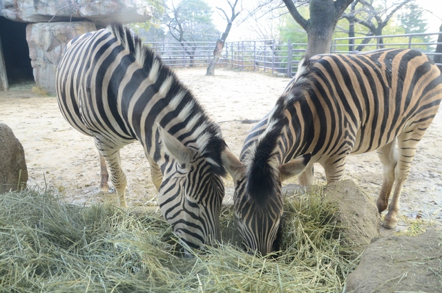 ２０１３年２月　王子動物園　シゲジロウくん、さようなら_a0052986_22283055.jpg