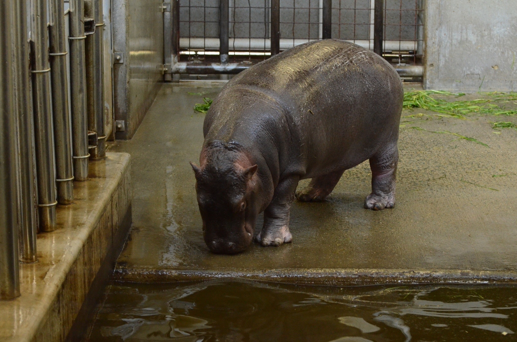 ２０１３年２月　王子動物園　シゲジロウくん、さようなら_a0052986_2232493.jpg