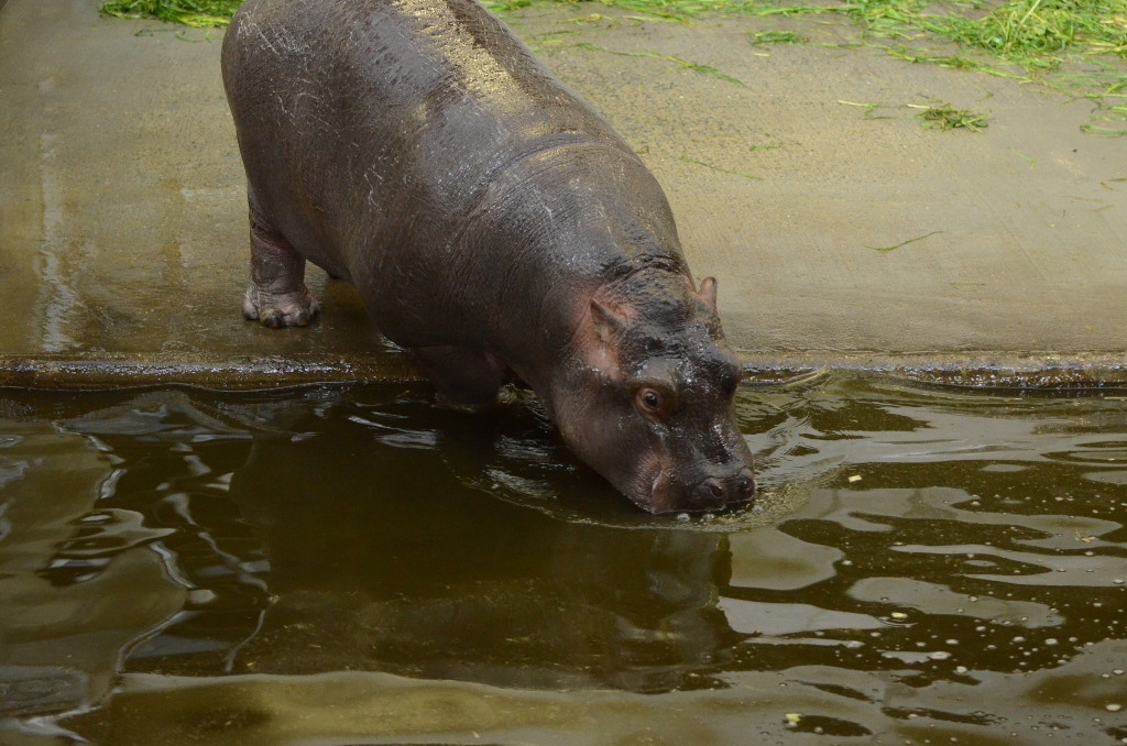 ２０１３年２月　王子動物園　シゲジロウくん、さようなら_a0052986_2233265.jpg