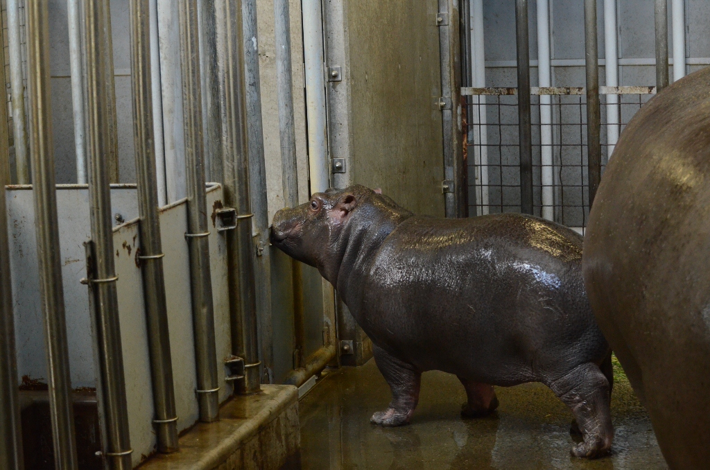 ２０１３年２月　王子動物園　シゲジロウくん、さようなら_a0052986_22334692.jpg