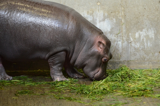 ２０１３年２月　王子動物園　シゲジロウくん、さようなら_a0052986_2234012.jpg