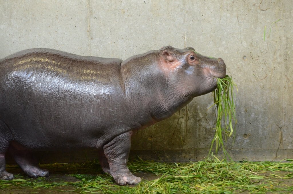 ２０１３年２月　王子動物園　シゲジロウくん、さようなら_a0052986_22345081.jpg