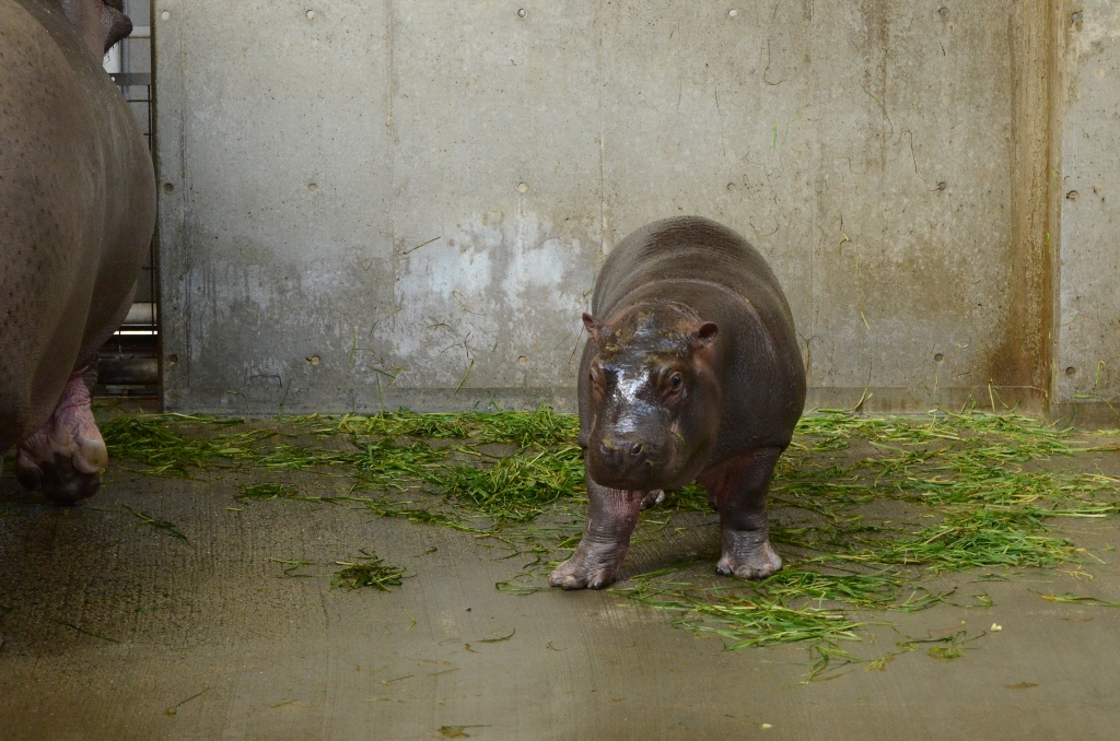 ２０１３年２月　王子動物園　シゲジロウくん、さようなら_a0052986_22351544.jpg