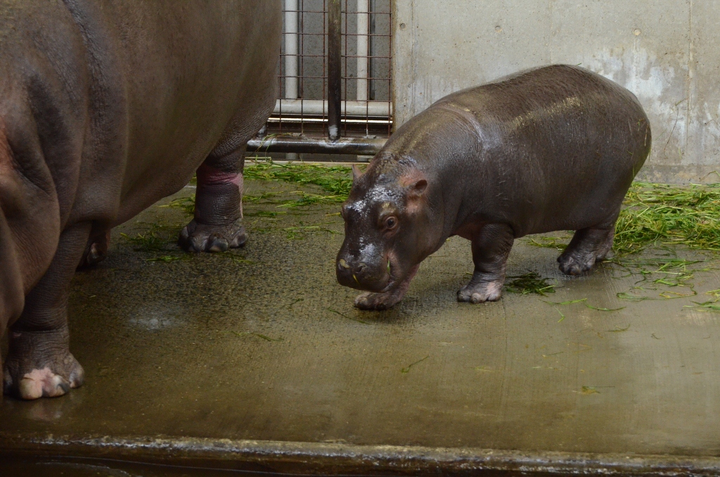 ２０１３年２月　王子動物園　シゲジロウくん、さようなら_a0052986_22352673.jpg