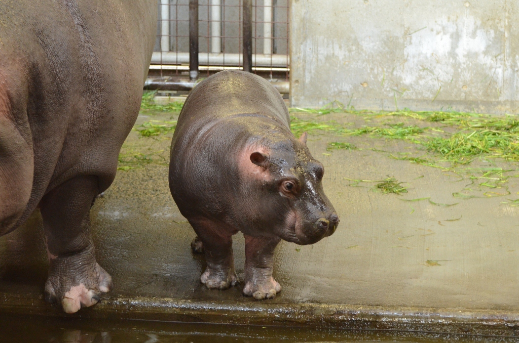 ２０１３年２月　王子動物園　シゲジロウくん、さようなら_a0052986_22354095.jpg