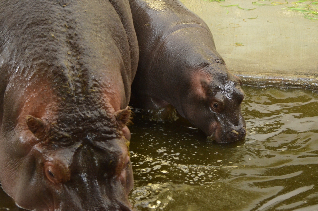 ２０１３年２月　王子動物園　シゲジロウくん、さようなら_a0052986_22355599.jpg