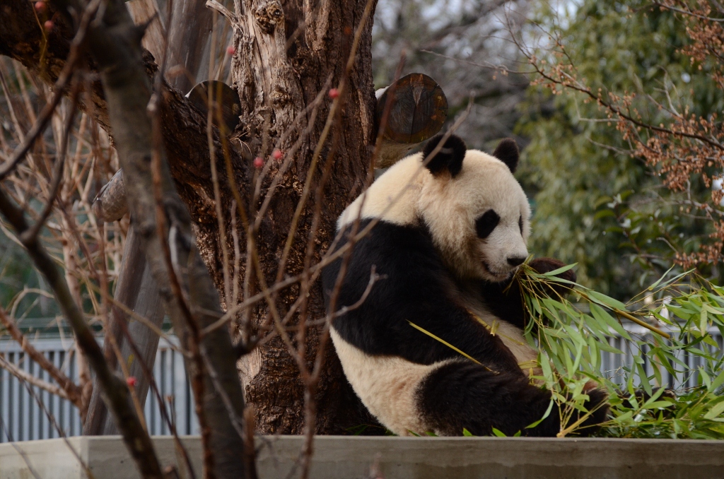 ２０１３年２月　王子動物園　シゲジロウくん、さようなら_a0052986_2240395.jpg