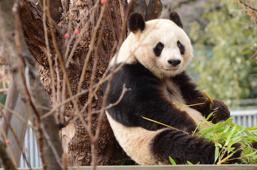 ２０１３年２月　王子動物園　シゲジロウくん、さようなら_a0052986_22413569.jpg