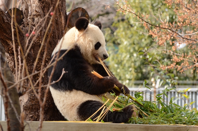 ２０１３年２月　王子動物園　シゲジロウくん、さようなら_a0052986_22415195.jpg