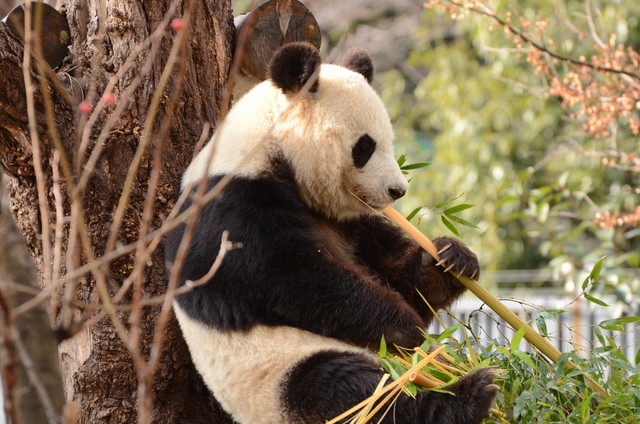 ２０１３年２月　王子動物園　シゲジロウくん、さようなら_a0052986_22422710.jpg