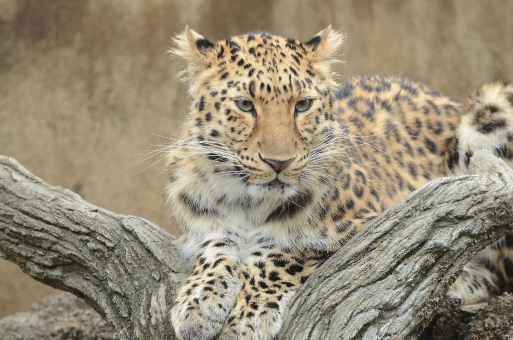 ２０１３年２月　王子動物園　シゲジロウくん、さようなら_a0052986_22435469.jpg