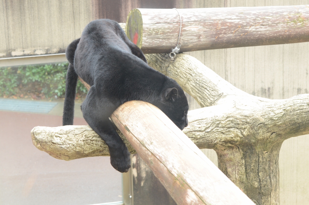 ２０１３年２月　王子動物園　シゲジロウくん、さようなら_a0052986_22453797.jpg