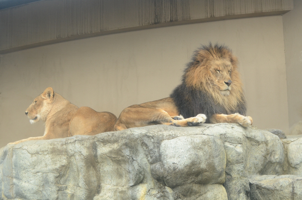 ２０１３年２月　王子動物園　シゲジロウくん、さようなら_a0052986_22462683.jpg