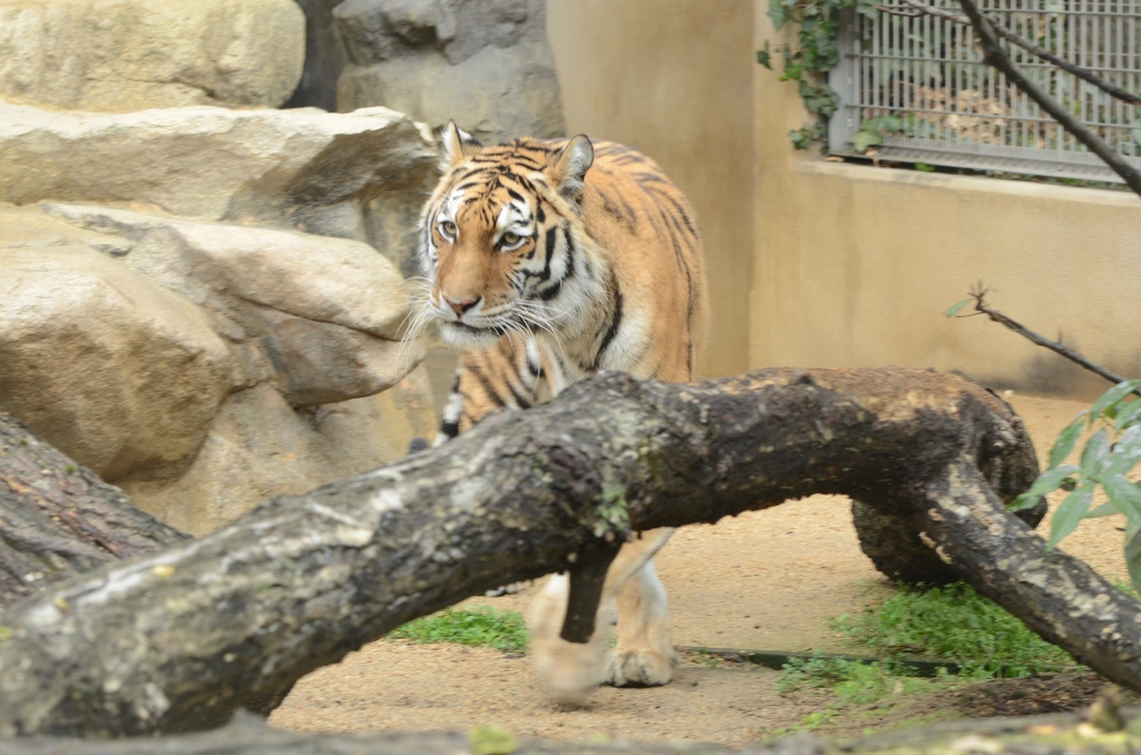 ２０１３年２月　王子動物園　シゲジロウくん、さようなら_a0052986_22472594.jpg